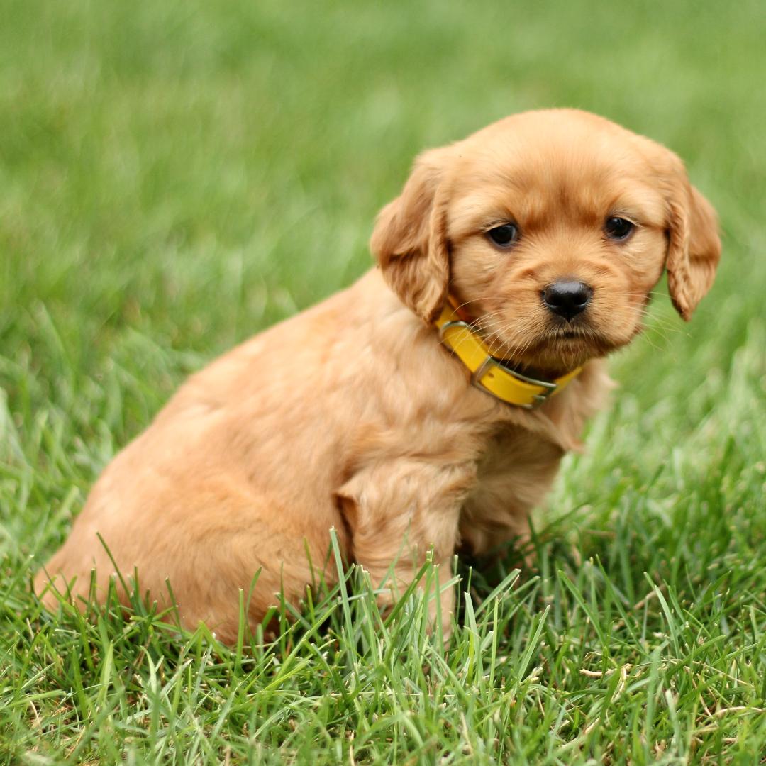 puppy, for, sale, Mini Golden Retriever, Marvin  S. Stoltzfus, dog, breeder, New Holland, PA, dog-breeder, puppy-for-sale, forsale, nearby, find, puppyfind, locator, puppylocator, aca